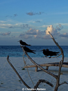 Swimming birds on deserted island in the Maldives.
Olymp... by Christian Nielsen 